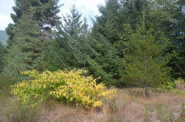 2.56 ACRE BUILDING LOT FOR SALE IN LAKE COWICHAN!