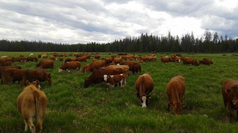 150 Head Working Cattle Ranch