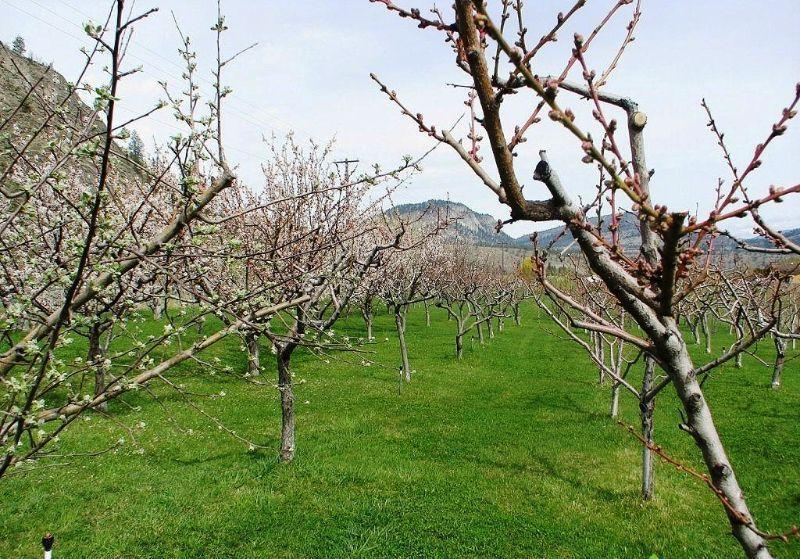 For Sale: Organic Spray Free Income Producing Orchard
