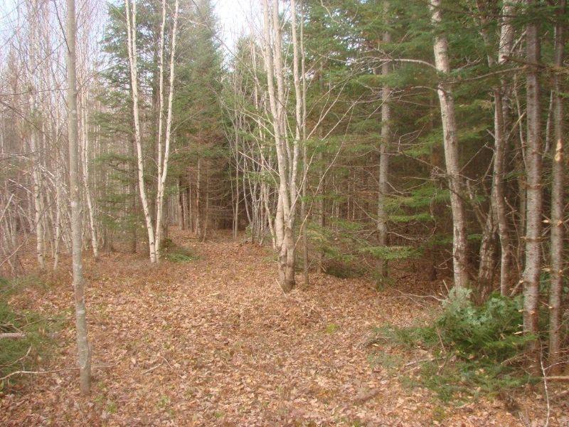 113-ACRE MANAGED WOODLOT ON S. CANAAN RIVER, COLES ISLAND, NB