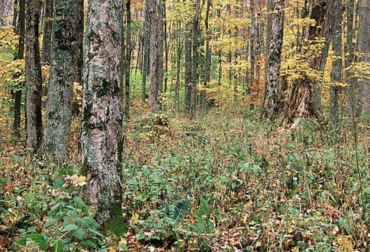 Wanted: Looking to Lease Land for Hunting 2016