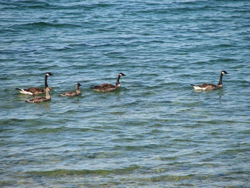 Manitoulin Waterfront
