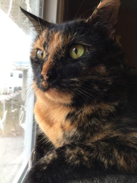 ONLY PAY LAST! ONLY PAY 300! POP IN TODAY ALL IN!!