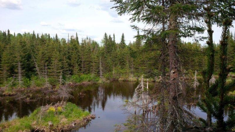 Terre à bois (Paradis de chasse)