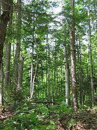 SUPER AUBAINES *LAC NOMININGUE* MAGNIFIQUES TERRAINS 11 ACRES
