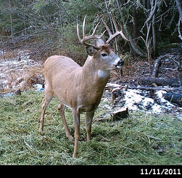 Whitetail Outfitting Area