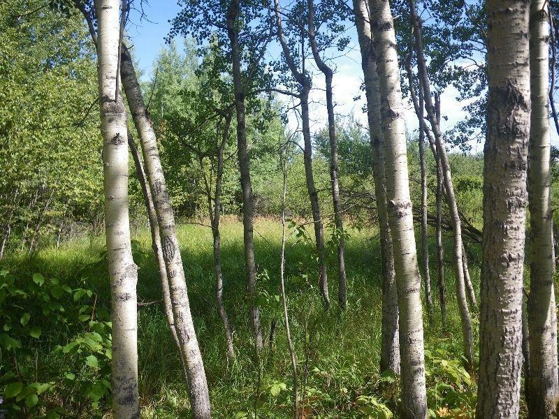 TREED ACREAGE NEAR GULL LAKE