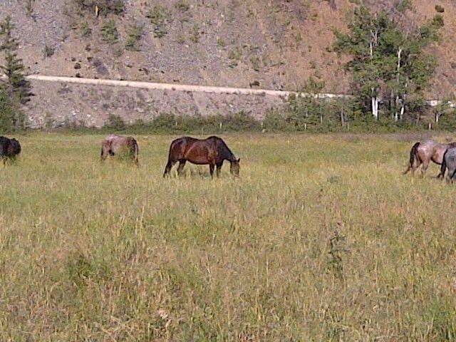 Wanted: looking for large pasture and hayfields to rent