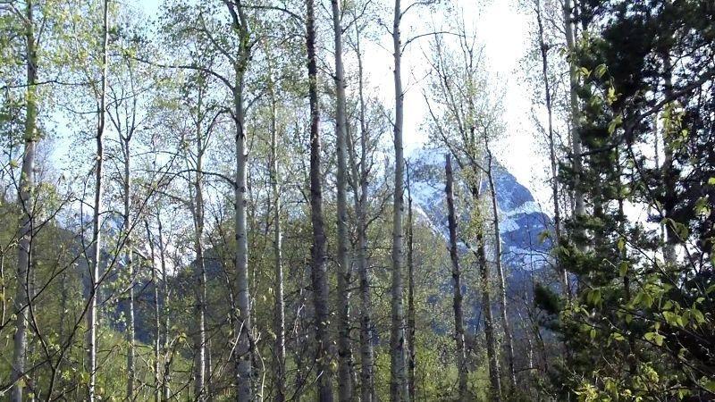 One quarter acre lot for sale in New Hazelton, BC