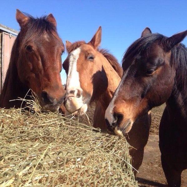 Wanted: Dual income family looking for horse friendly house for rent