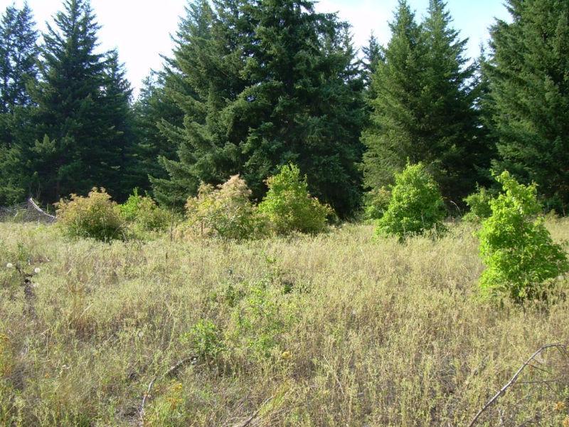 2.6 Acres Vacant Land In Sunny Shuswap