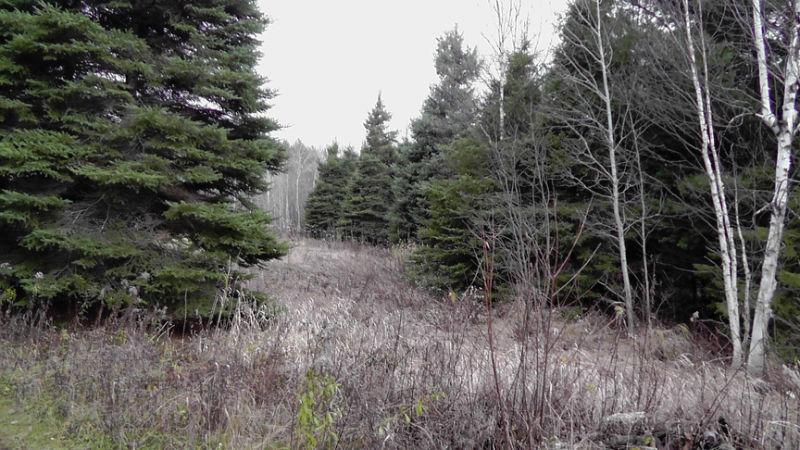 150 ACRES OF PRIVACY IN NOELVILLE ON YEAR-ROUND ROAD