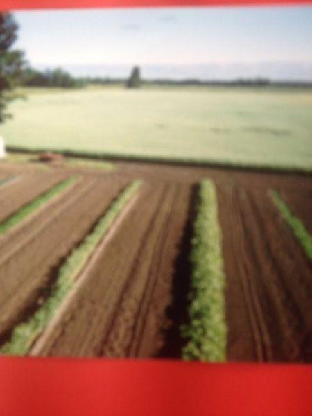 WHITE FOX, Sask 80 ACRES FARMLAND, HOUSE, GARAGE & SHOP