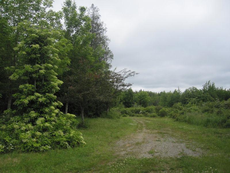 Camplot/ Houselot & Woodlot in Concession