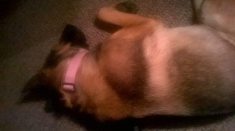 roommate wanted- must love dogs!