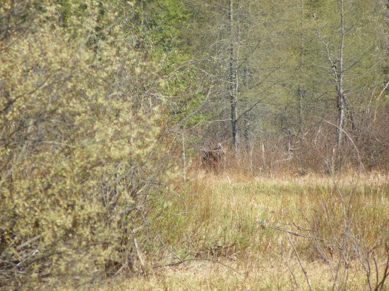 Nice Hunting/Recreational land