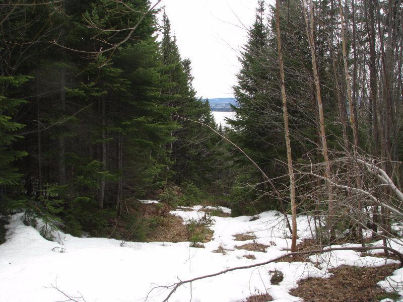 Large wooded residential lot backing on to Parc Forillon