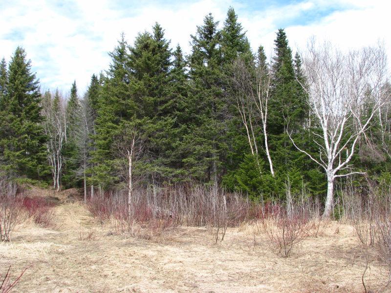 Large wooded residential lot backing on to Parc Forillon