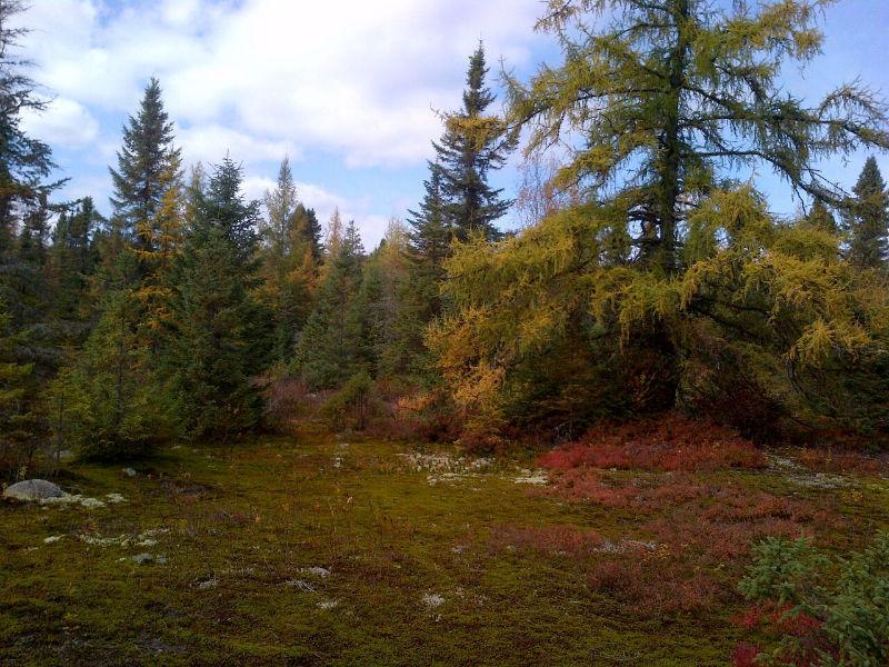 Terrain à Saint-Donat avec accès au Lac du Pimbina