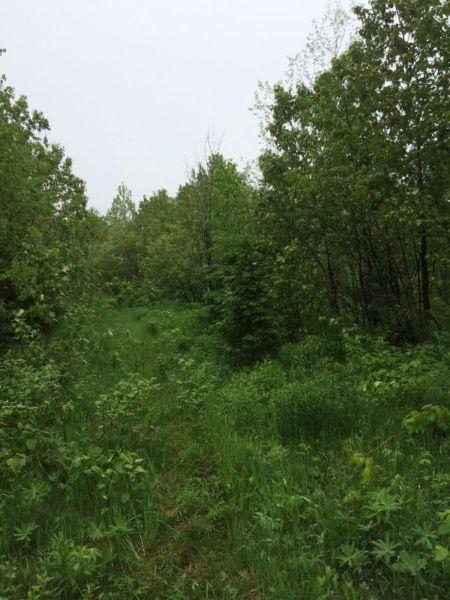 Building lot, land, with 43 acre woodland+brook, for Camp !!