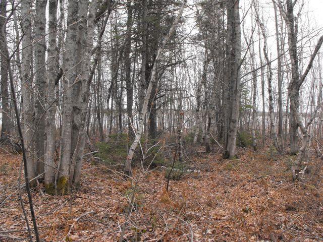 Terrain boisé de 2.5 acres rue Sureau Blanc (bord de l'eau)