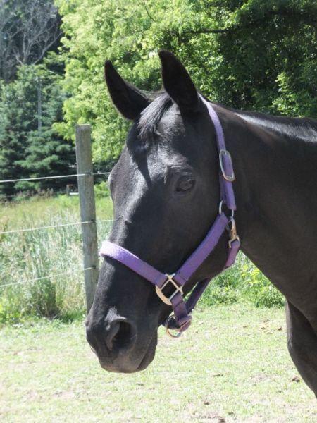 Wanted: Seeking house with barn and pasture for rent