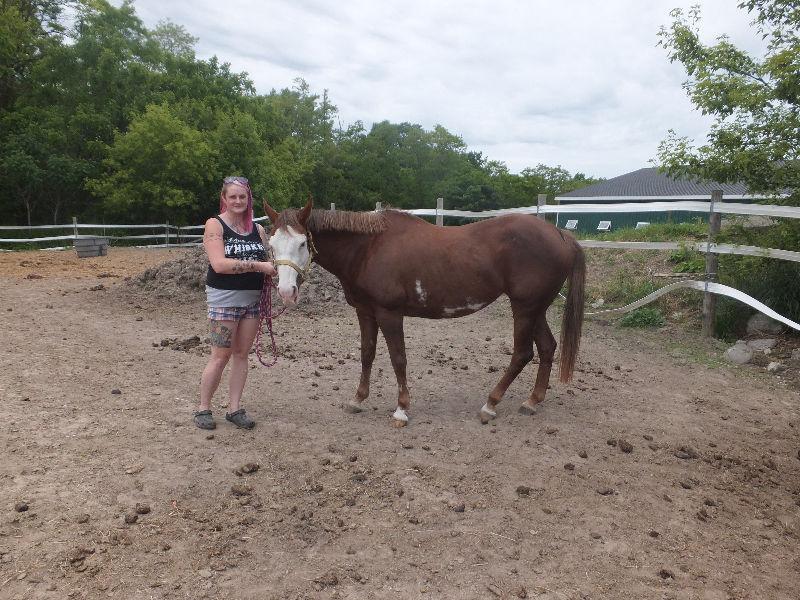 Wanted: Seeking house with barn and pasture for rent