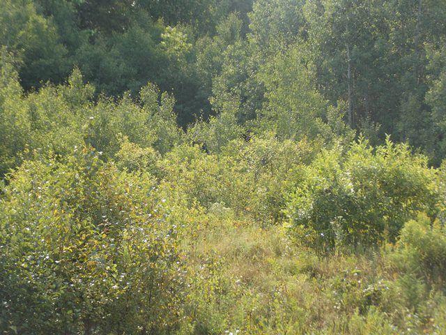 Wooded acreage - MLS #04777845 - HUNTING HUNTING!!!