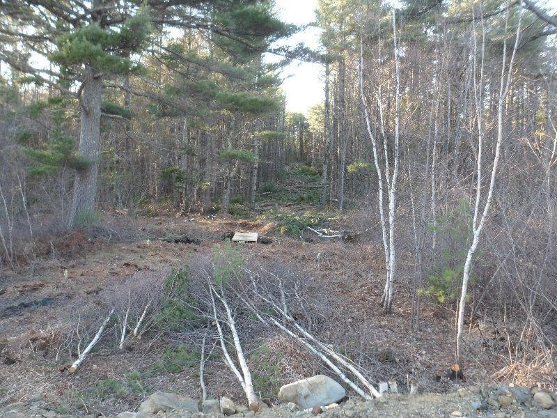 10 acres of tall pine, migrated and ready to sell