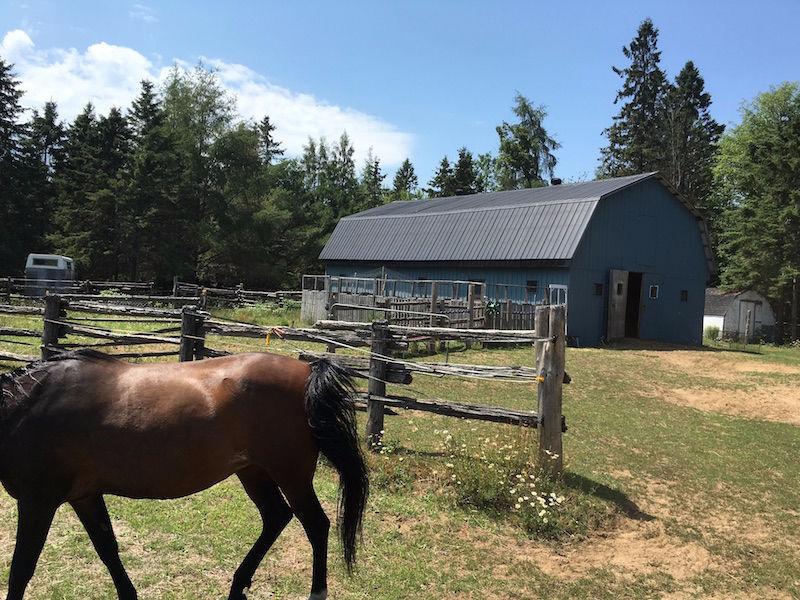 HOBBY FARM WITH BARN,HORSE PADDOCKS ON 45 ACRES!!!