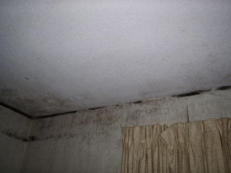 **IS MOULD HIDING INSIDE YOUR HOME?**
