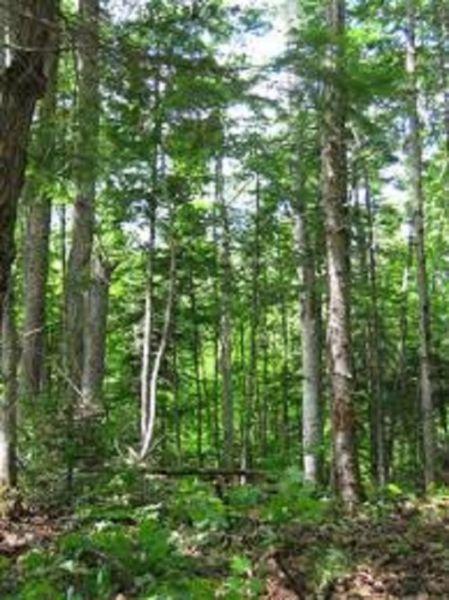 SUPER AUBAINES *LAC NOMININGUE* MAGNIFIQUES TERRAINS 11 ACRES