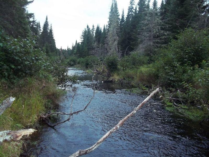 Camp lot with Brook Running through it