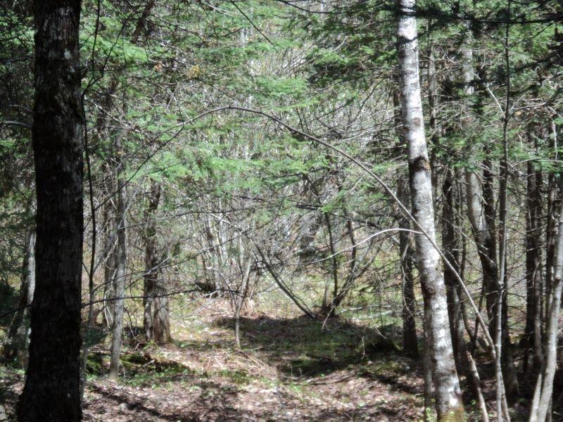 REDUCED....65 Acres Swamp Road